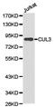 Cullin 3 antibody, TA326917, Origene, Western Blot image 