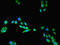 Lysophospholipase Like 1 antibody, LS-C377815, Lifespan Biosciences, Immunofluorescence image 