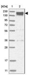 Protein SMG7 antibody, NBP1-88486, Novus Biologicals, Western Blot image 