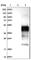 Fc Fragment Of IgG Receptor IIa antibody, HPA010718, Atlas Antibodies, Western Blot image 