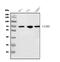 CD85j antibody, A03208-1, Boster Biological Technology, Western Blot image 