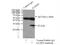 Claudin 9 antibody, 16196-1-AP, Proteintech Group, Immunoprecipitation image 