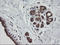 Mitochondrial Ribosomal Protein S34 antibody, LS-C174224, Lifespan Biosciences, Immunohistochemistry frozen image 