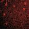BRCA1/BRCA2-Containing Complex Subunit 3 antibody, NBP1-76831, Novus Biologicals, Immunofluorescence image 
