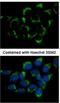 Intraflagellar Transport 74 antibody, NBP1-31097, Novus Biologicals, Immunofluorescence image 