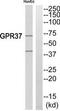 Probable G-protein coupled receptor 37 antibody, TA313954, Origene, Western Blot image 