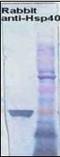 Chaperone protein DnaJ antibody, orb96369, Biorbyt, Western Blot image 