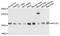 Hippocalcin-like protein 1 antibody, abx135937, Abbexa, Western Blot image 