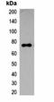 ECFP-tag antibody, orb323072, Biorbyt, Western Blot image 