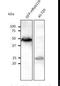 RAB11B, Member RAS Oncogene Family antibody, LS-C348298, Lifespan Biosciences, Western Blot image 