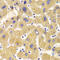 Kinesin Family Member 1B antibody, 22-371, ProSci, Immunohistochemistry frozen image 