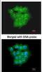Ubiquitin Conjugating Enzyme E2 D1 antibody, NBP1-32734, Novus Biologicals, Immunocytochemistry image 