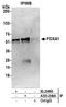 HNF-3A antibody, A305-249A, Bethyl Labs, Immunoprecipitation image 