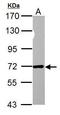 Nuclear pore glycoprotein p62 antibody, GTX107973, GeneTex, Western Blot image 