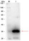 CA1 antibody, R1067PS, Origene, Western Blot image 