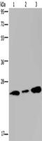RAB3C, Member RAS Oncogene Family antibody, CSB-PA643796, Cusabio, Western Blot image 