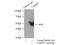 TARBP2 Subunit Of RISC Loading Complex antibody, 15753-1-AP, Proteintech Group, Immunoprecipitation image 