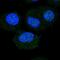 Nucleolar Protein 6 antibody, NBP2-57528, Novus Biologicals, Immunofluorescence image 