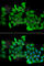 Ras Homolog Family Member H antibody, A6356, ABclonal Technology, Immunofluorescence image 