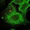 GLI Family Zinc Finger 3 antibody, orb345478, Biorbyt, Immunofluorescence image 