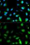 F11 Receptor antibody, GTX53992, GeneTex, Immunofluorescence image 