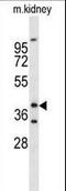 Forkhead box protein L1 antibody, LS-B9901, Lifespan Biosciences, Western Blot image 