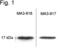 Calmodulin antibody, MA3-918, Invitrogen Antibodies, Western Blot image 