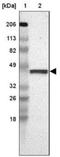 Family With Sequence Similarity 81 Member A antibody, NBP2-33295, Novus Biologicals, Western Blot image 