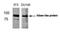 Niban Apoptosis Regulator 2 antibody, orb14701, Biorbyt, Western Blot image 