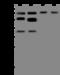 PSP1 antibody, 206464-T46, Sino Biological, Western Blot image 