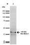 Fatty Acid Binding Protein 12 antibody, orb374293, Biorbyt, Western Blot image 