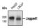 Jagged Canonical Notch Ligand 1 antibody, MA5-15018, Invitrogen Antibodies, Western Blot image 