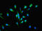 Pogo Transposable Element Derived With KRAB Domain antibody, LS-C397030, Lifespan Biosciences, Immunofluorescence image 