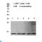 Histone Cluster 4 H4 antibody, LS-C813598, Lifespan Biosciences, Western Blot image 