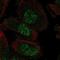 Sp8 Transcription Factor antibody, NBP2-49109, Novus Biologicals, Immunofluorescence image 