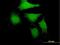 MAP3K12 Binding Inhibitory Protein 1 antibody, H00051562-B01P, Novus Biologicals, Immunofluorescence image 