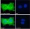 Cytohesin 1 Interacting Protein antibody, LS-B7390, Lifespan Biosciences, Immunofluorescence image 