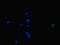 NADPH oxidase activator 1 antibody, LS-C678840, Lifespan Biosciences, Immunofluorescence image 