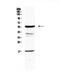 Galactosamine (N-Acetyl)-6-Sulfatase antibody, PA5-79297, Invitrogen Antibodies, Western Blot image 