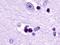 Lysophosphatidic Acid Receptor 1 antibody, orb79947, Biorbyt, Immunohistochemistry paraffin image 