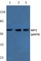 PKB beta antibody, AP20812PU-N, Origene, Western Blot image 