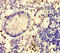 Glucuronic Acid Epimerase antibody, MBS1488634, MyBioSource, Immunohistochemistry paraffin image 