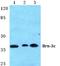 POU domain, class 4, transcription factor 3 antibody, A06338, Boster Biological Technology, Western Blot image 