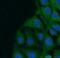 Doublecortin antibody, FNab02280, FineTest, Immunofluorescence image 