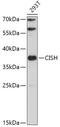 Cytokine-inducible SH2-containing protein antibody, 15-585, ProSci, Western Blot image 
