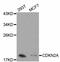 Cyclin-dependent kinase inhibitor 2A, isoforms 1/2/3 antibody, A0262, ABclonal Technology, Western Blot image 