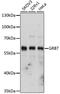 Growth factor receptor-bound protein 7 antibody, A5690, ABclonal Technology, Western Blot image 