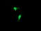 Cystatin C antibody, LS-C173637, Lifespan Biosciences, Immunofluorescence image 