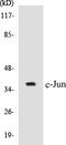 Jun Proto-Oncogene, AP-1 Transcription Factor Subunit antibody, EKC1114, Boster Biological Technology, Western Blot image 