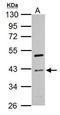 Cyclin I antibody, PA5-32229, Invitrogen Antibodies, Western Blot image 